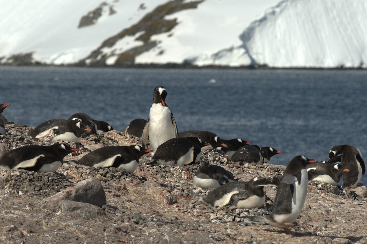 Gentoo Penguin - ML647379073