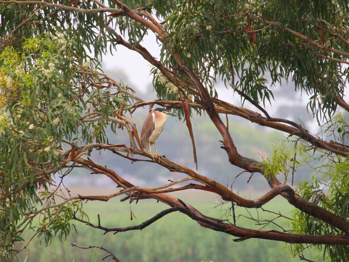 Bihoreau cannelle - ML647379106