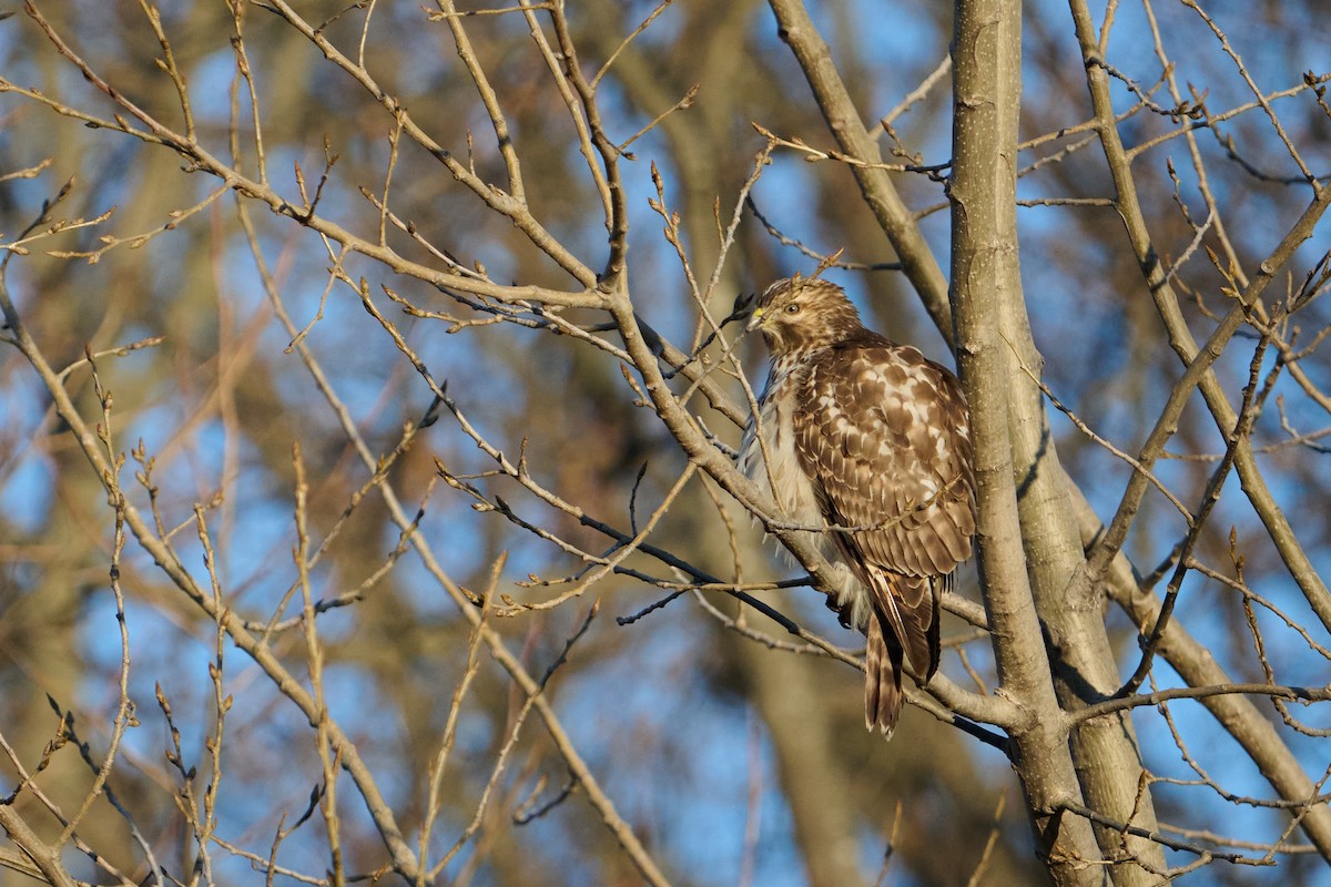 Красноплечий канюк - ML647379107
