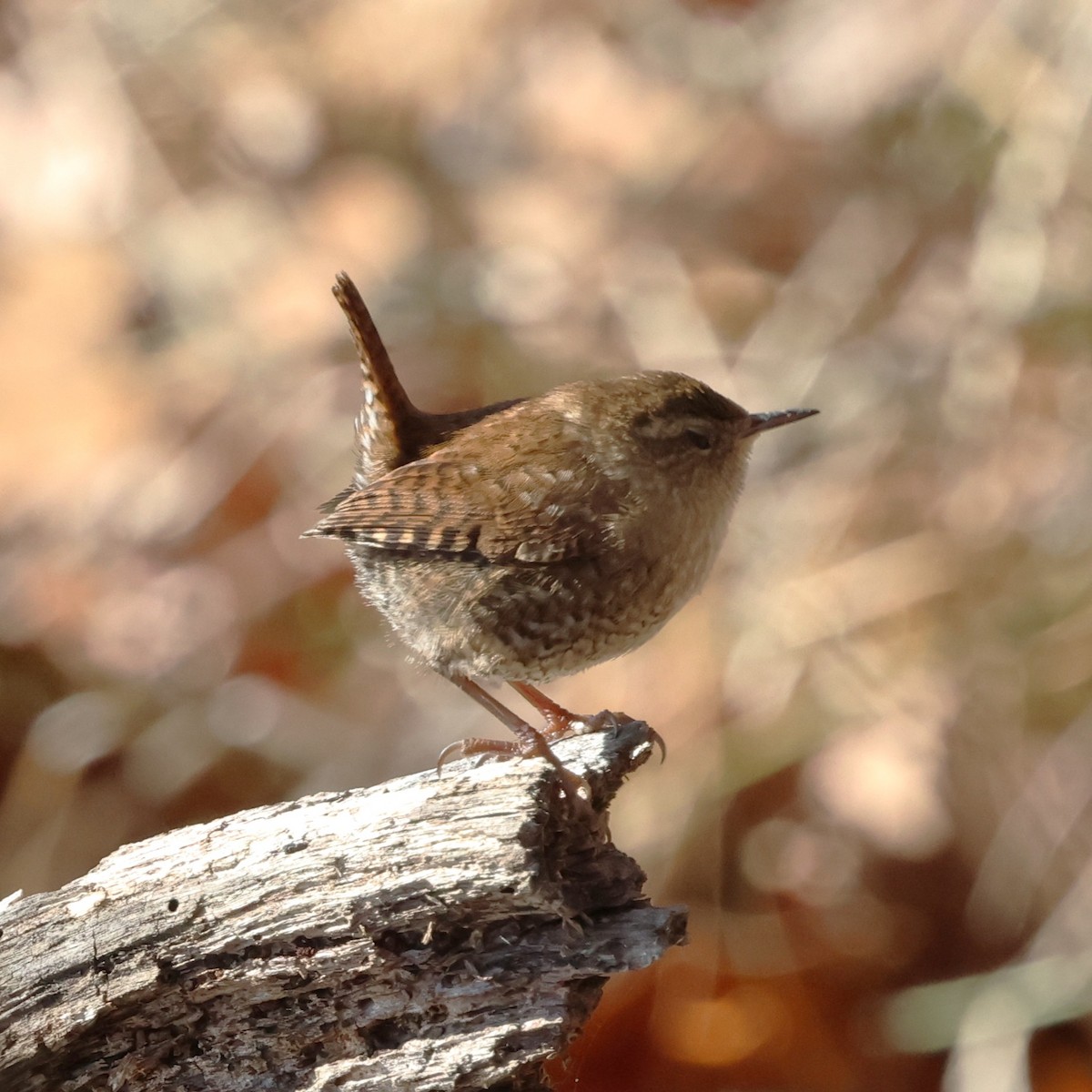 フユミソサザイ - ML647379136