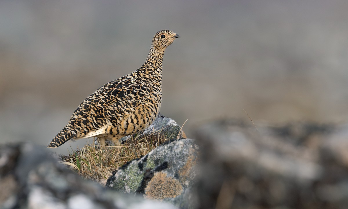 Тундровая куропатка - ML647379147