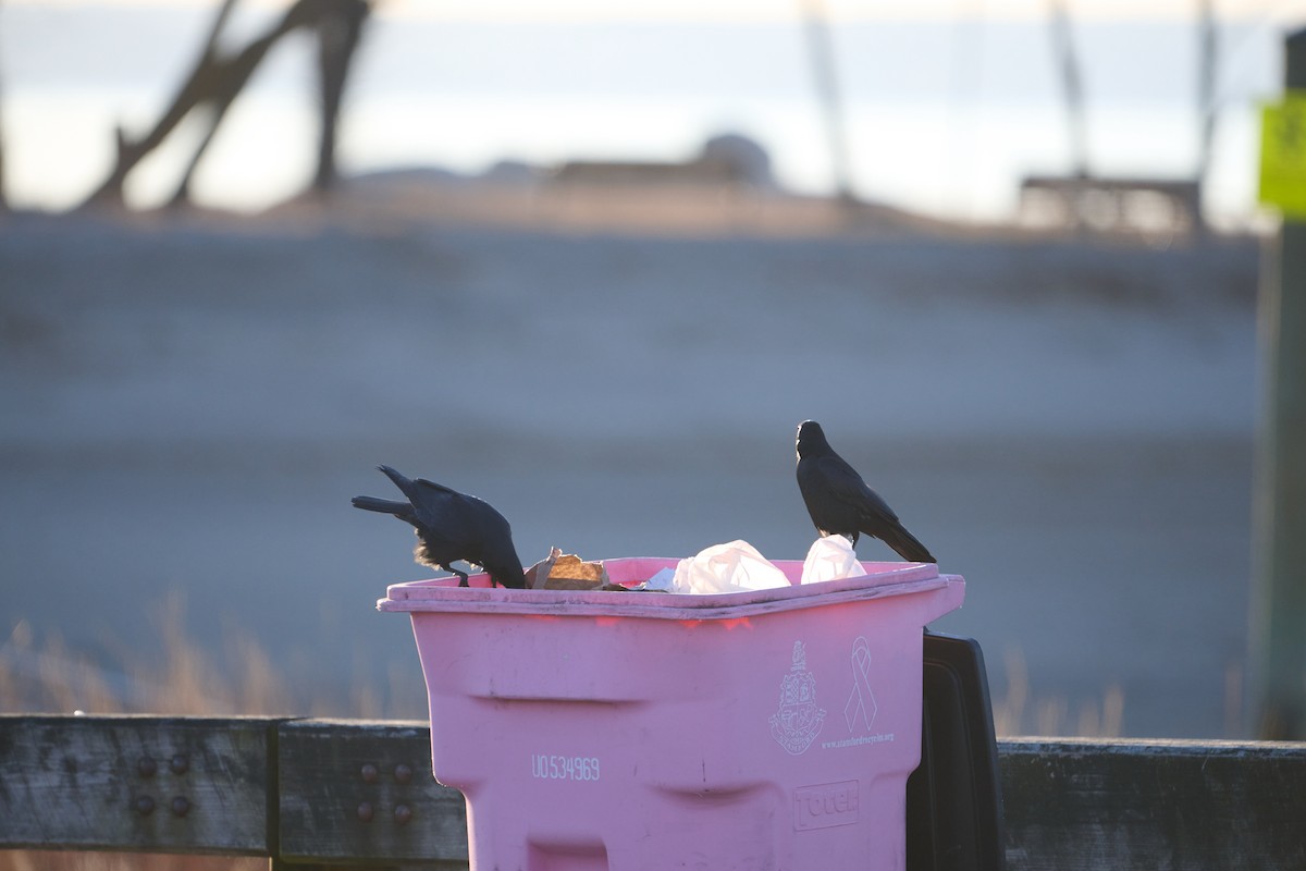 Рыбная ворона - ML647379158