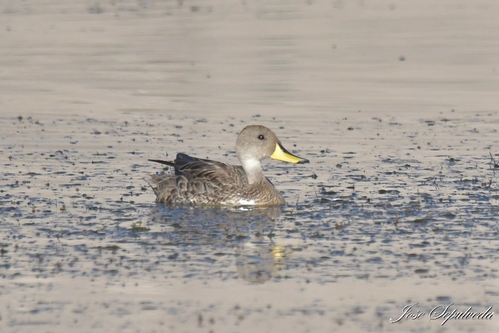 gulnebbstjertand - ML647379210