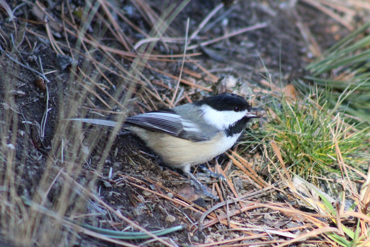 Amerika Baştankarası - ML647379218