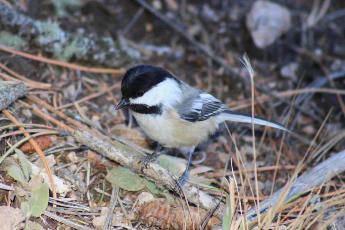 Amerika Baştankarası - ML647379226