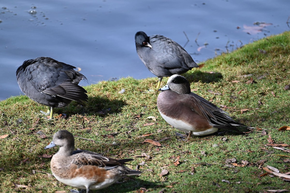 Ahate txistulari amerikarra - ML647379227