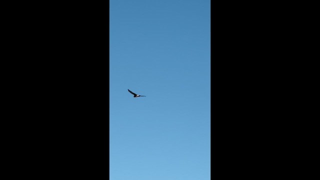 זרון אמריקני - ML647379239