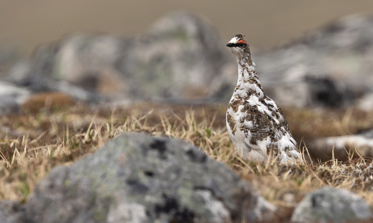 Тундровая куропатка - ML647379247