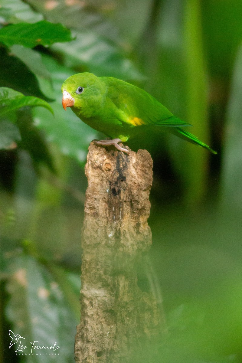 Yellow-chevroned Parakeet - ML647379248