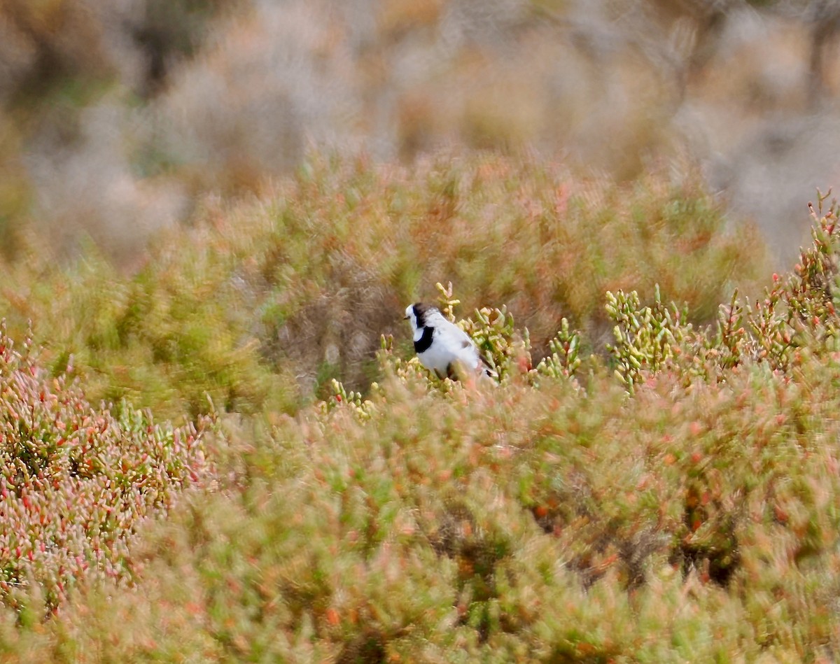 White-fronted Chat - ML647379254