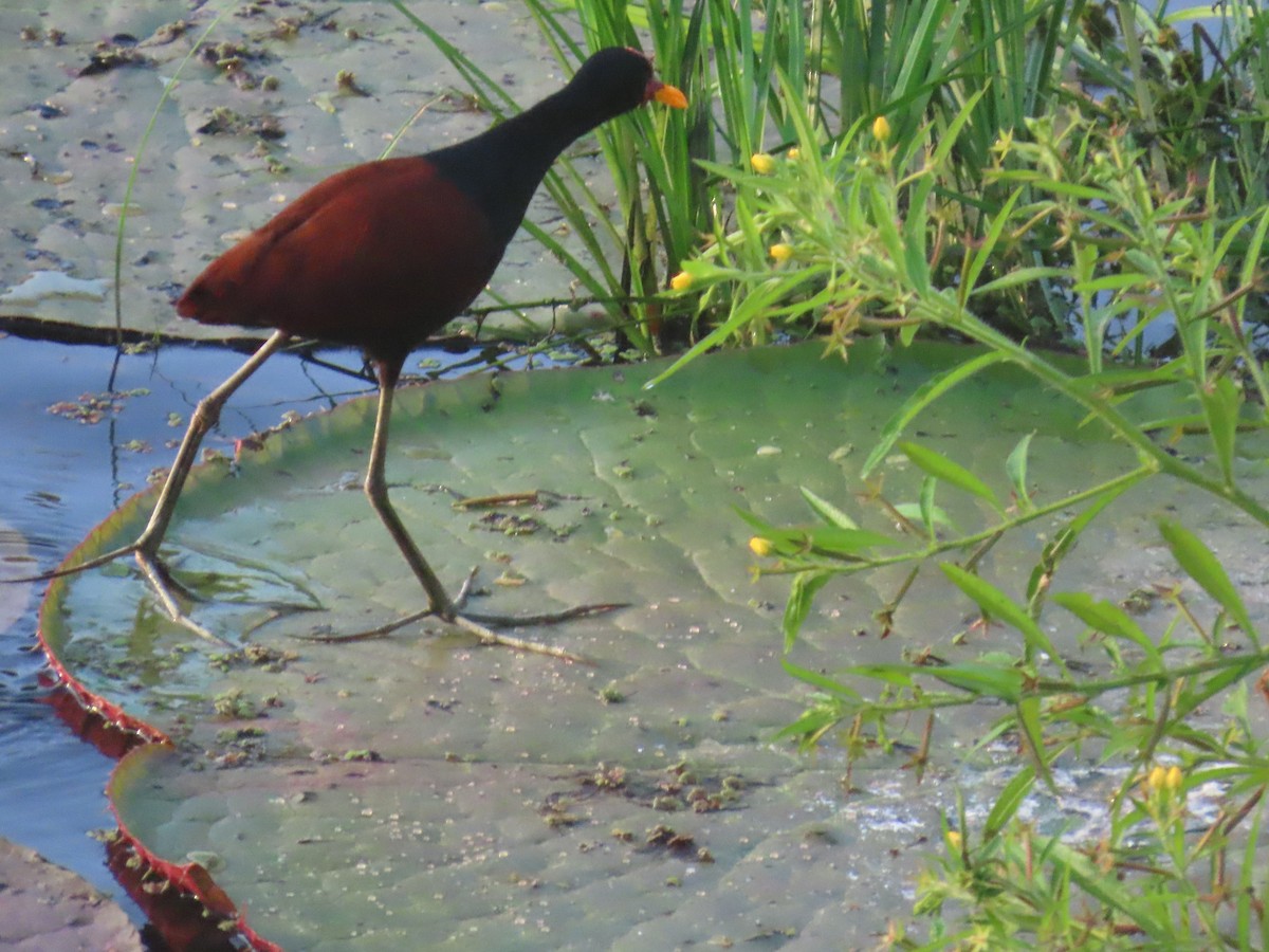 Wattled Jacana - ML647379262