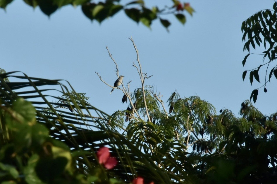 Tropikal Taklitçi - ML647379266