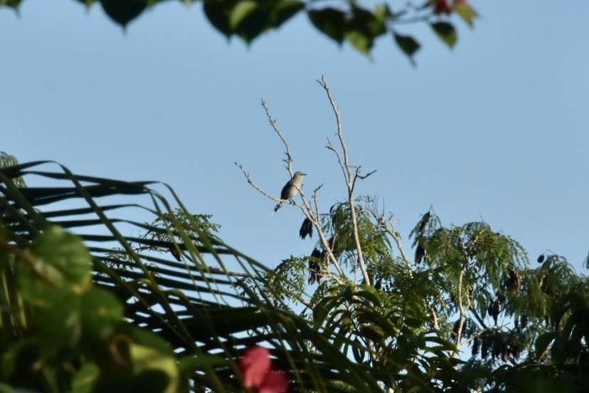 Tropikal Taklitçi - ML647379267