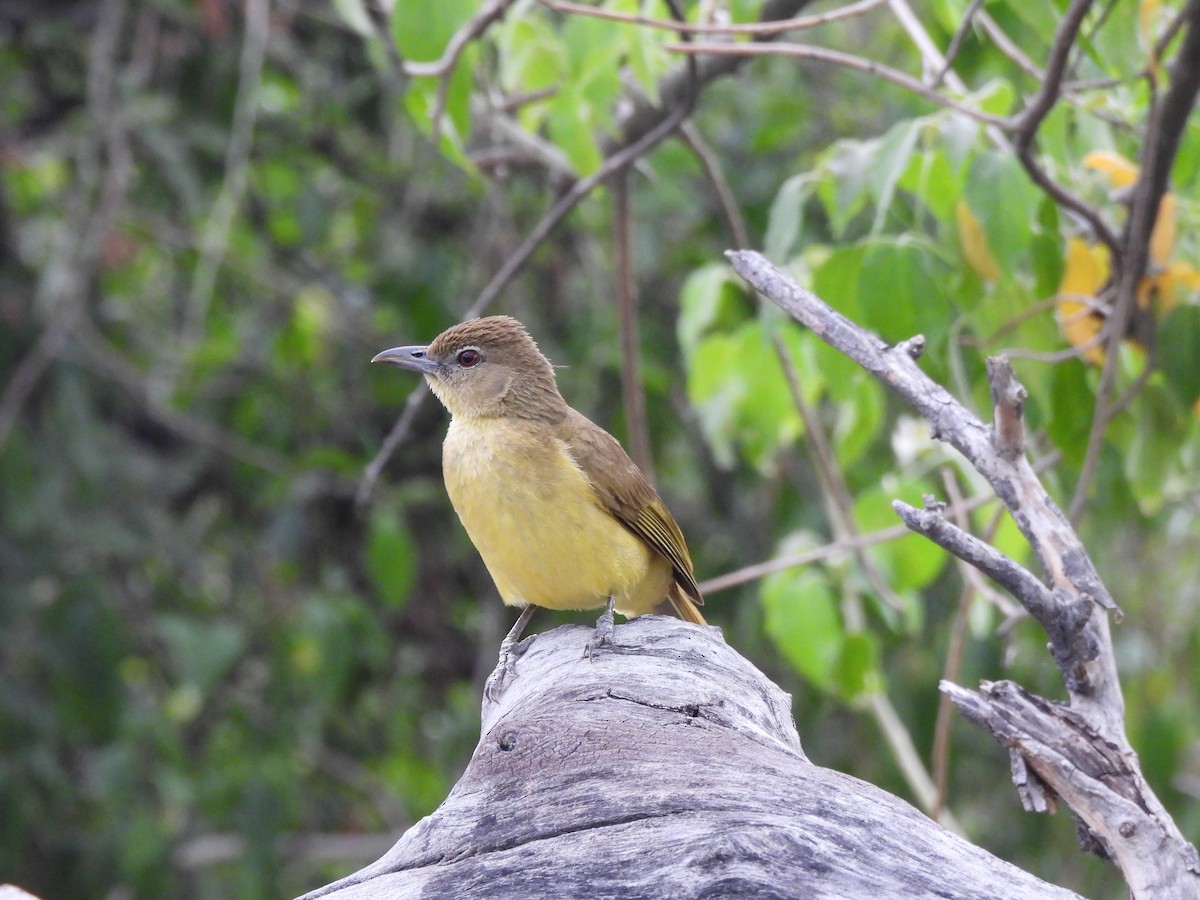 gulbukløvbylbyl - ML647379294