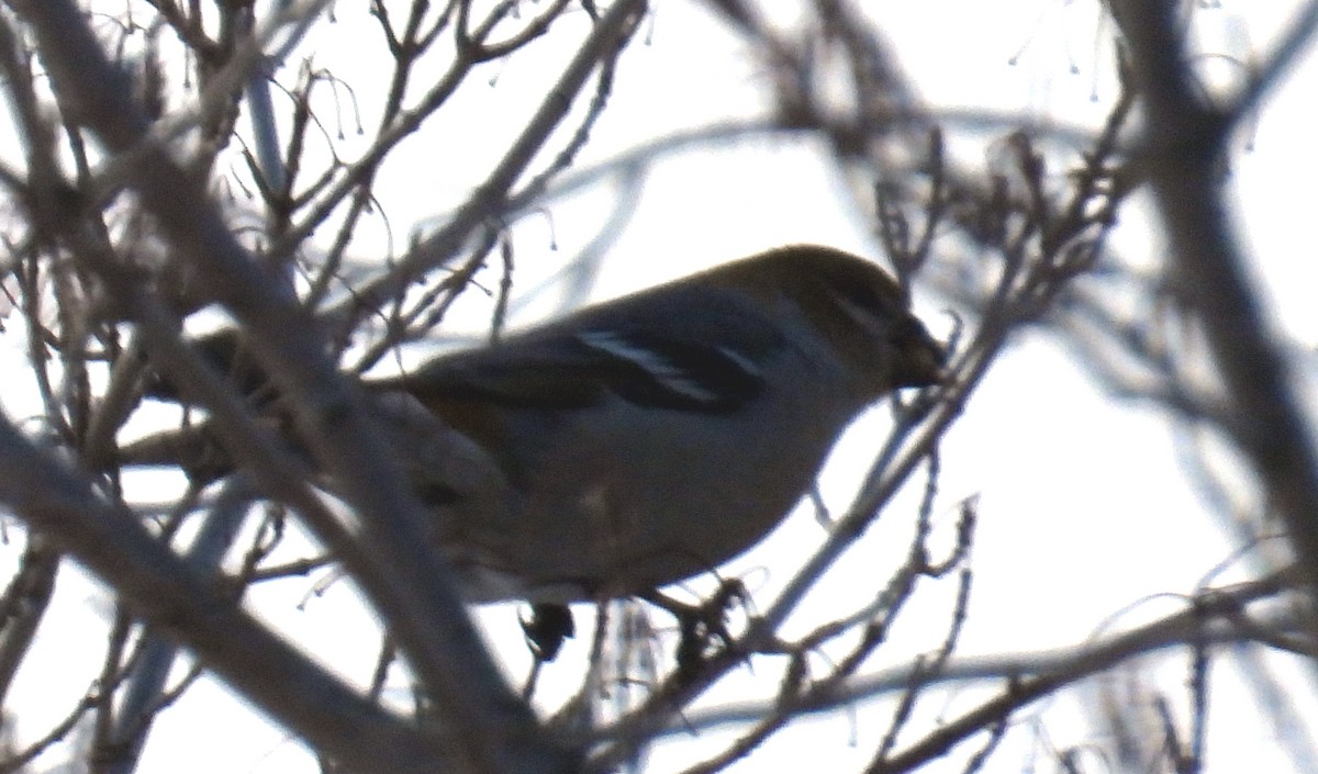 Hakengimpel - ML647379295