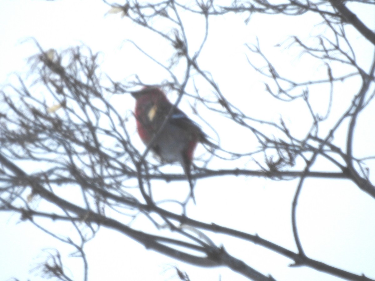 Hakengimpel - ML647379298