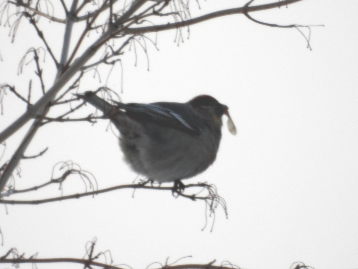 Hakengimpel - ML647379299