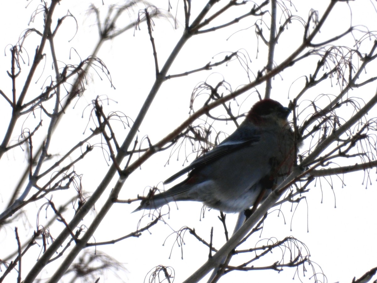 Hakengimpel - ML647379300