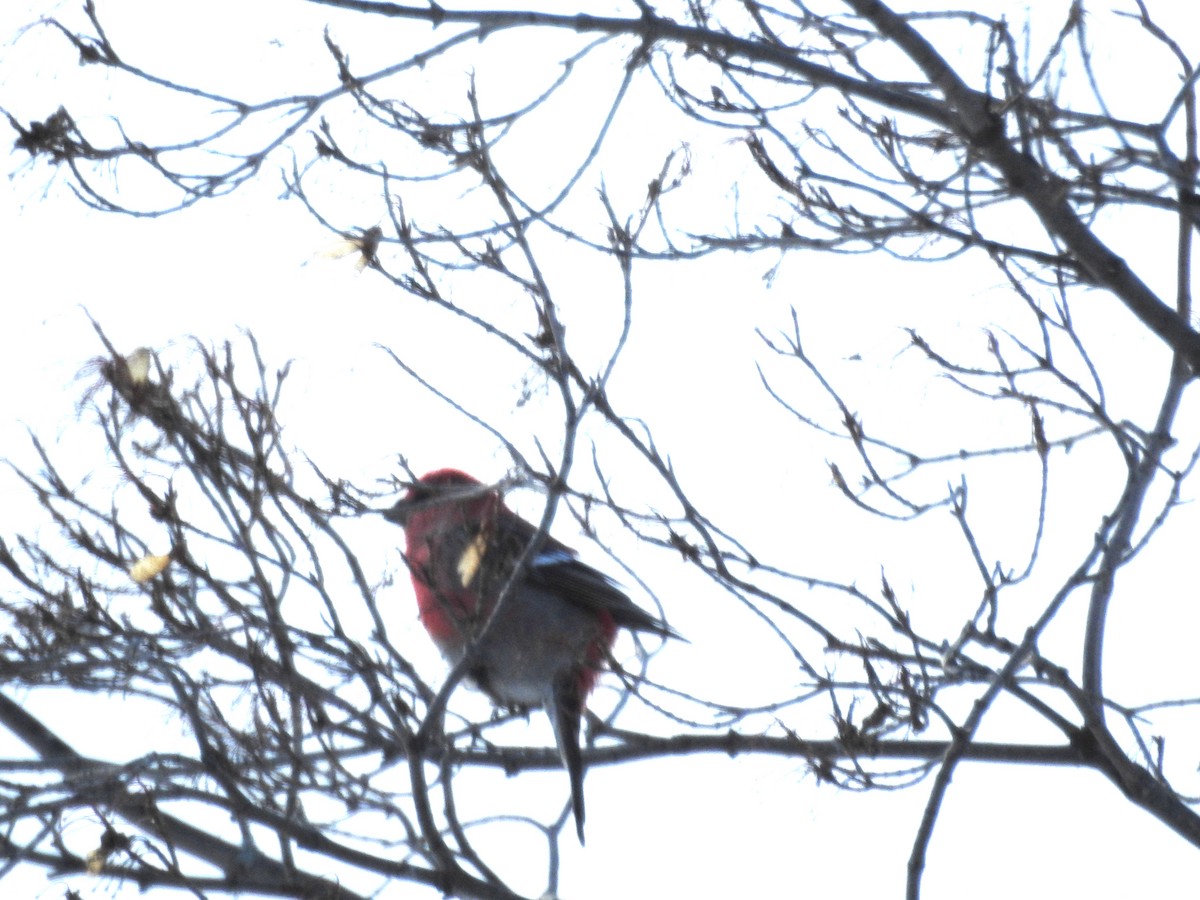 Hakengimpel - ML647379301