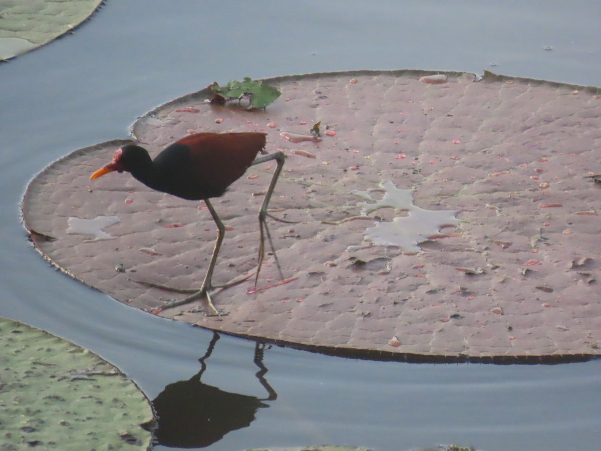 Wattled Jacana - ML647379310