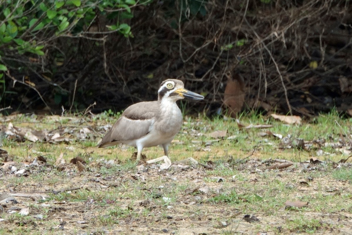 כרוון ענק - ML647379325