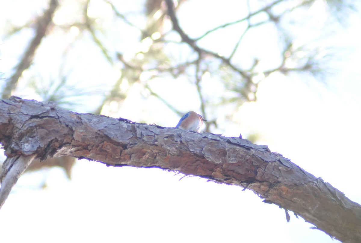 Блакитник східний - ML647379331