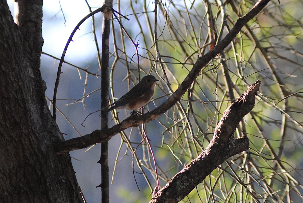 Блакитник східний - ML647379332