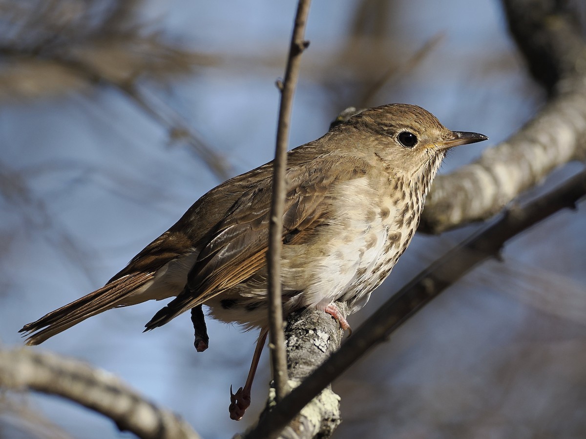 Hermit Thrush - ML647379341