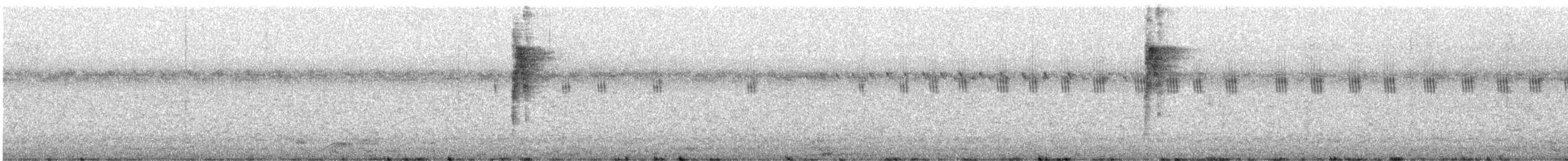 Squamate Antbird - ML647379344