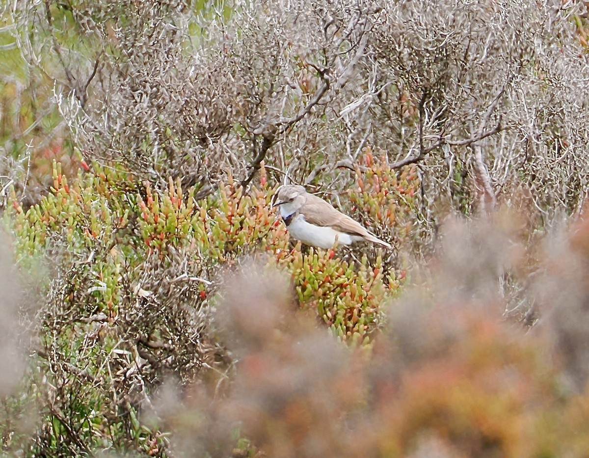White-fronted Chat - ML647379373