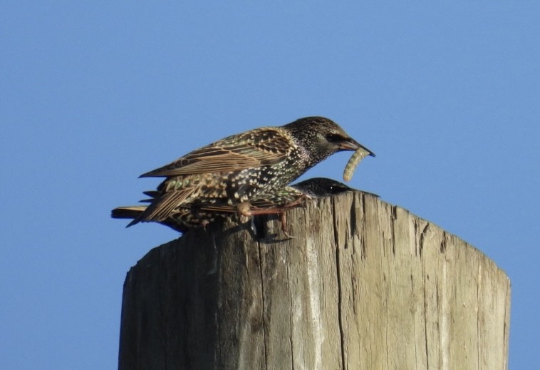 Шпак звичайний - ML647379378