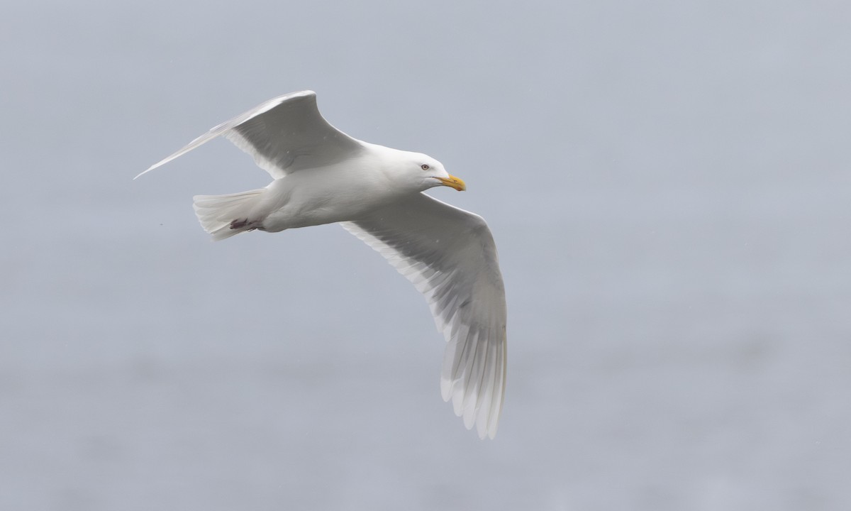 Gavión Hiperbóreo - ML647379382