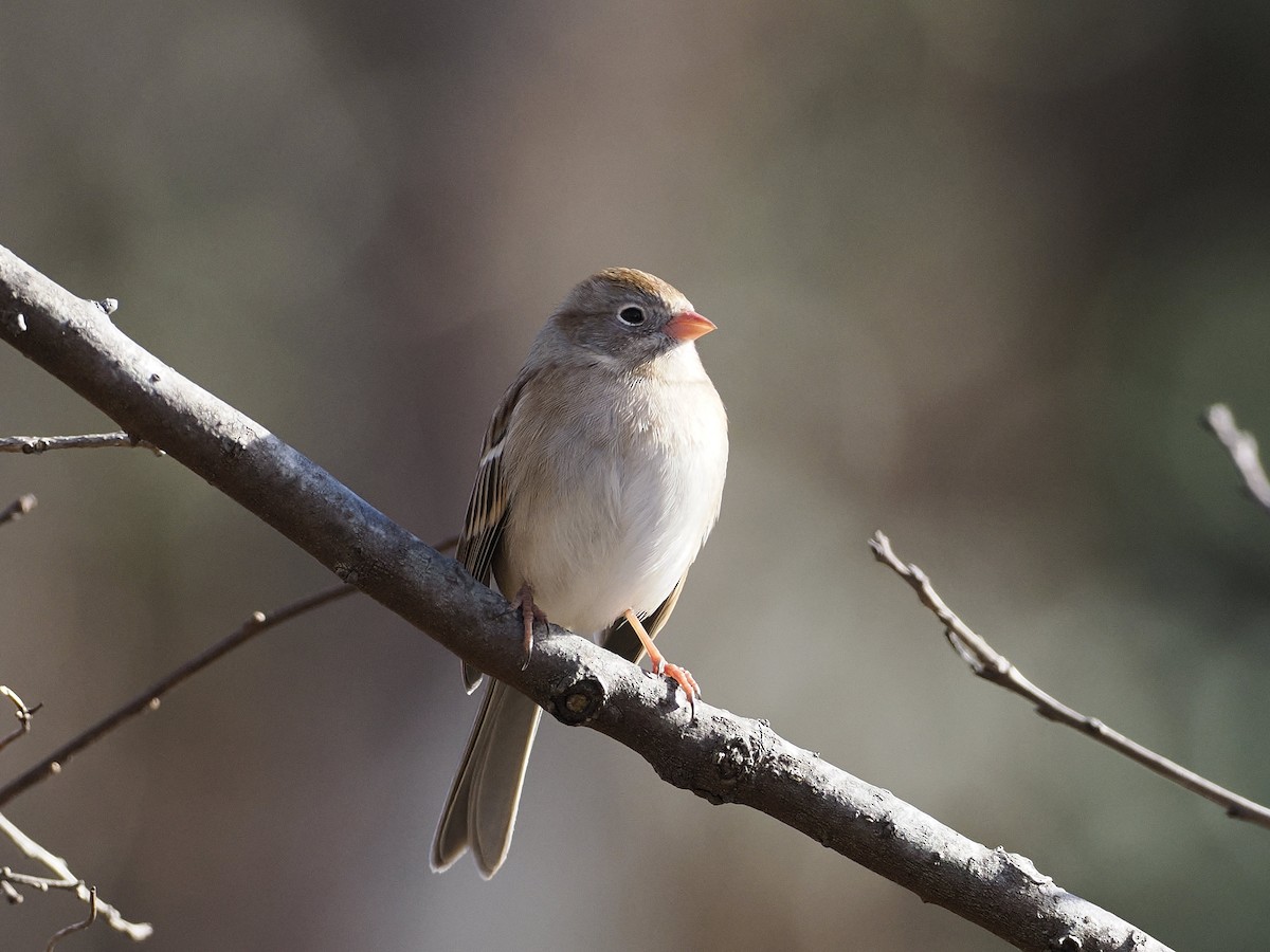 Field Sparrow - ML647379383