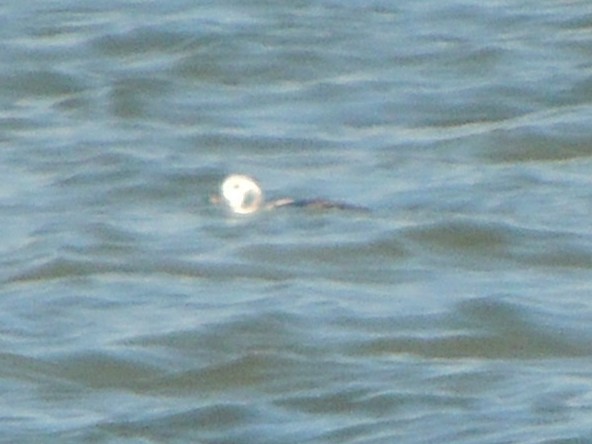 Long-tailed Duck - ML647379413
