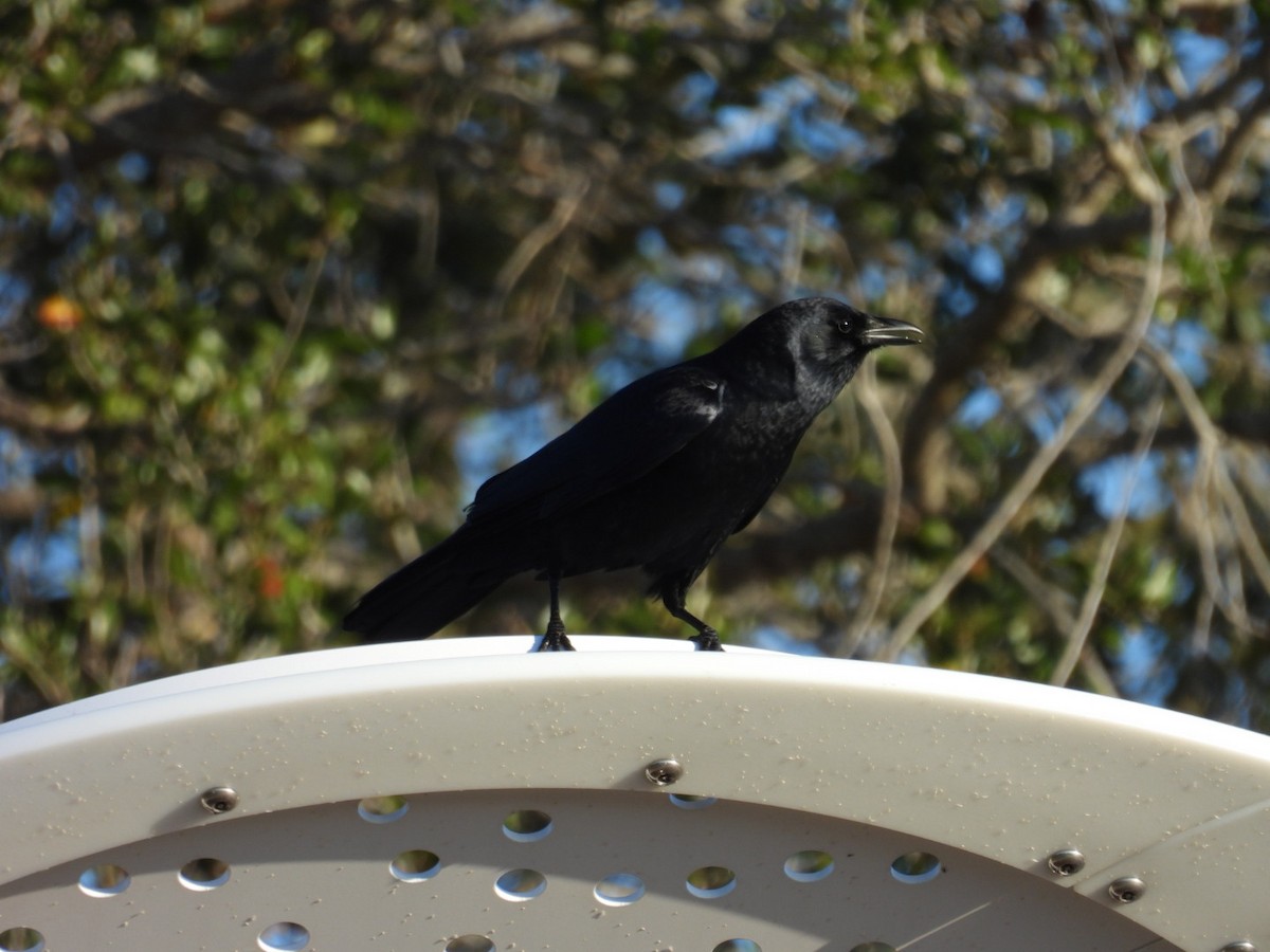 ウオガラス - ML647379423