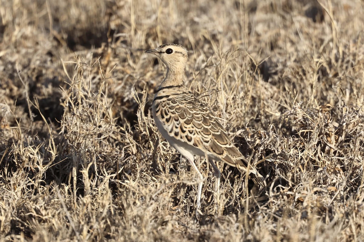 běhulík dvoupruhý - ML647379445