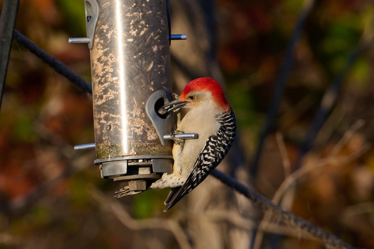 Каролинский дятел - ML647379454