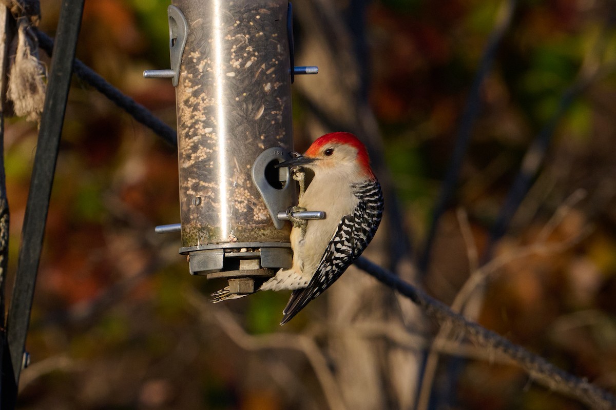 Каролинский дятел - ML647379455