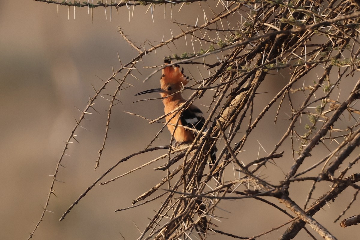 ヤツガシラ（africana） - ML647379478