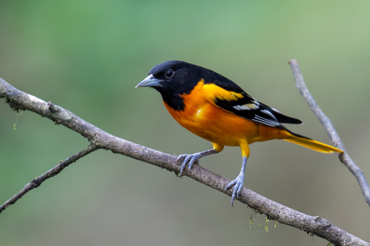 Балтиморский трупиал - ML647379480