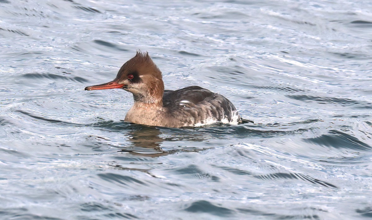 Serreta Mediana - ML647379482