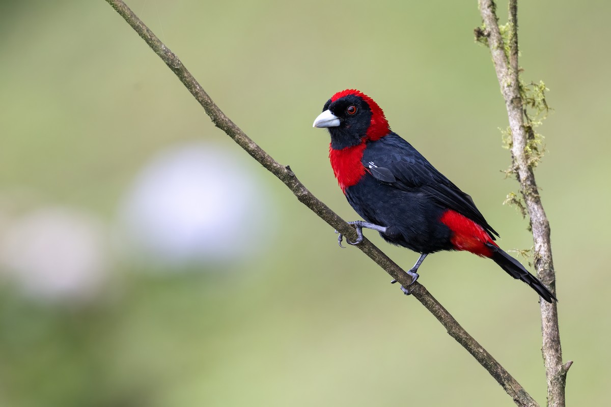 Crimson-collared Tanager - ML647379495