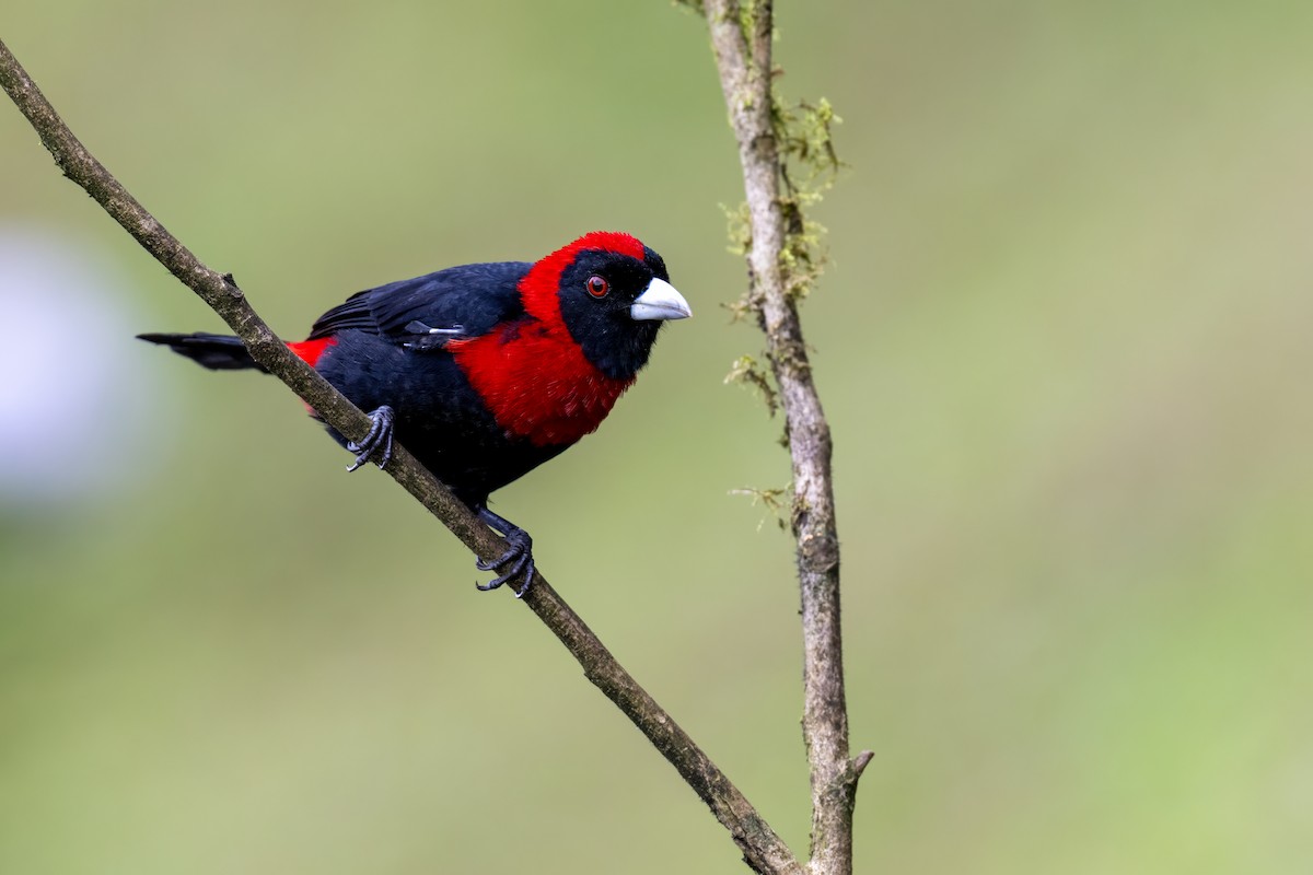 Crimson-collared Tanager - ML647379496