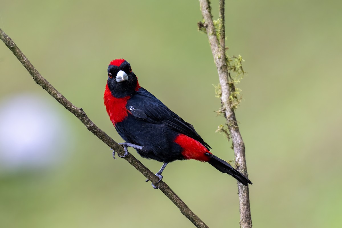 Crimson-collared Tanager - ML647379497