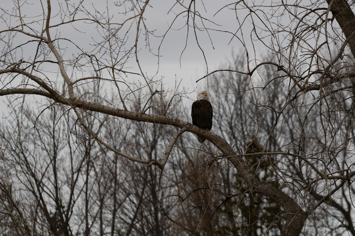 Белоголовый орлан - ML647379499