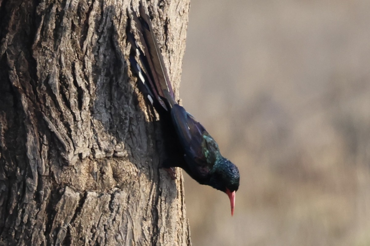 Green Woodhoopoe - ML647379502