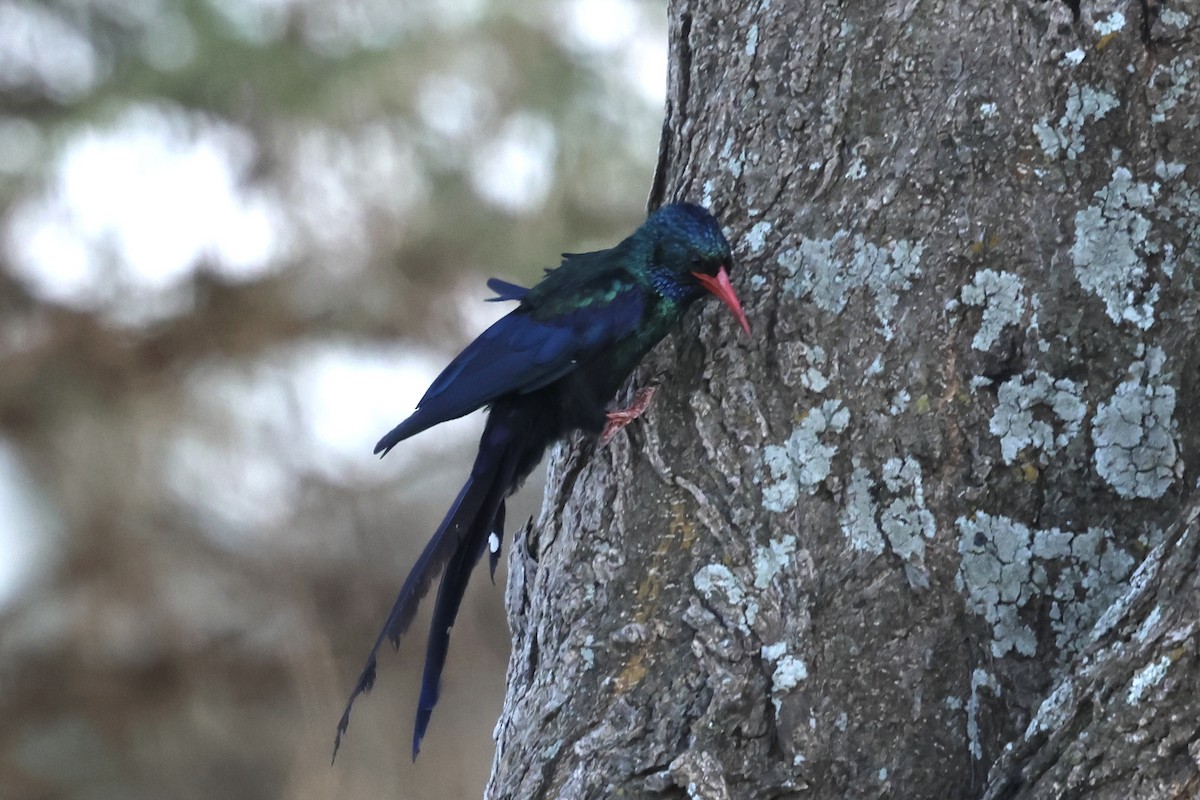 Green Woodhoopoe - ML647379503