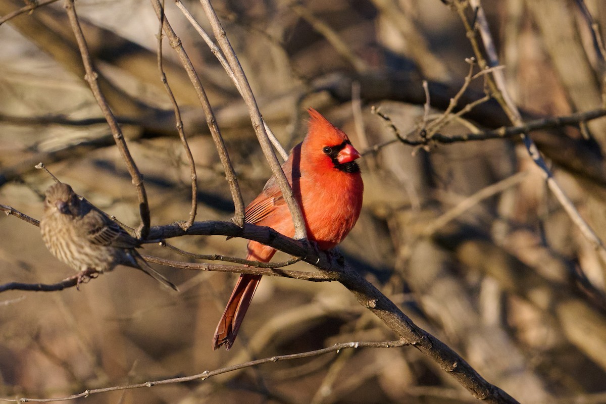 Красный кардинал - ML647379504