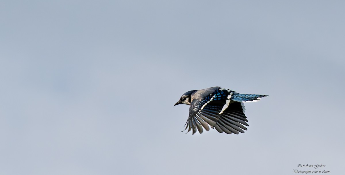 Голубая сойка - ML647379508