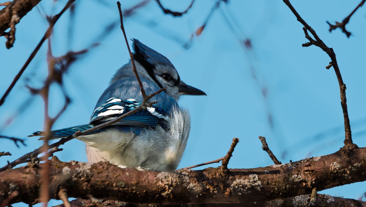 Голубая сойка - ML647379510